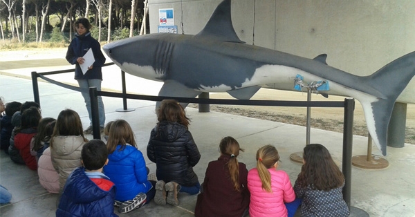 Volem saber m&eacute;s sobre els animals marins