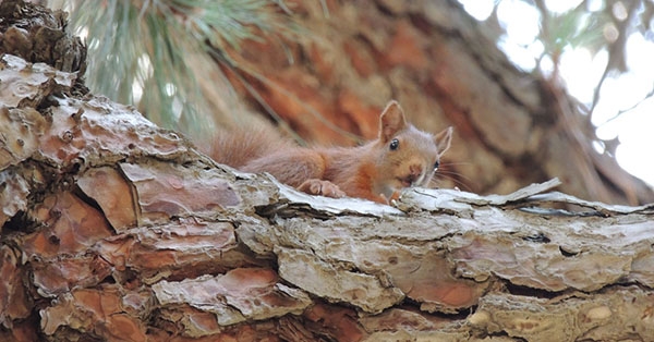Us presento els m&eacute;s estimats dels animals que viuen al bosc de la nostra Escola!