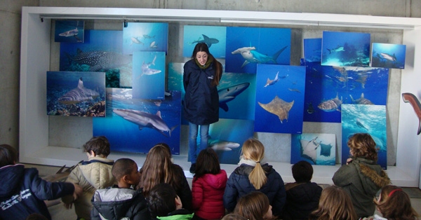 Volem saber m&eacute;s sobre animals marins